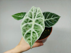Alocasia Watsoniana Lightning