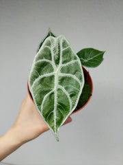 Alocasia Watsoniana Lightning