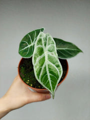 Alocasia Watsoniana Lightning