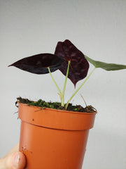 Alocasia Watsoniana Lightning