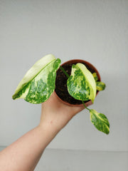 Monstera Electrolight / Electrolyte