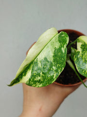 Monstera Electrolight / Electrolyte