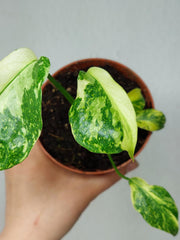 Monstera Electrolight / Electrolyte