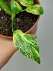Monstera Electrolight / Electrolyte