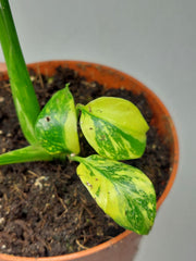 Monstera Electrolight / Electrolyte