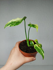 Monstera Electrolight / Electrolyte