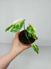 Monstera Electrolight / Electrolyte