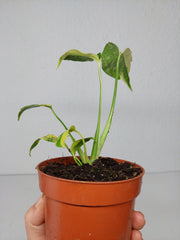 Monstera Electrolight / Electrolyte