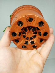 Monstera Electrolight / Electrolyte