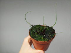 Alocasia Flying Squid