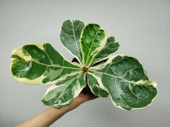 Ficus Lyrata Variegata