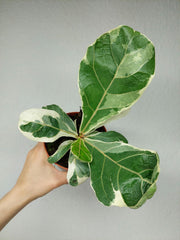 Ficus Lyrata Variegata
