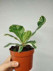 Ficus Lyrata Variegata