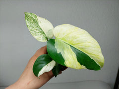 Monstera Jungle Mint