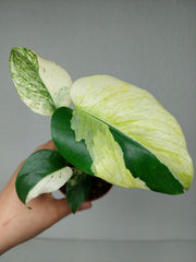Monstera Jungle Mint