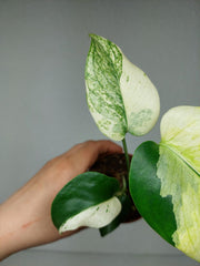 Monstera Jungle Mint