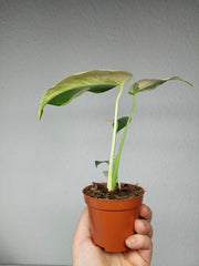 Monstera Jungle Mint