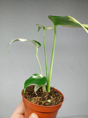 Monstera Jungle Mint