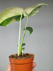 Monstera Jungle Mint
