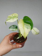 Monstera Jungle Mint