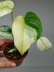 Monstera Jungle Mint