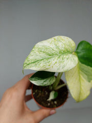 Monstera Jungle Mint