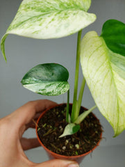 Monstera Jungle Mint