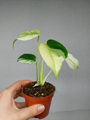Monstera Jungle Mint
