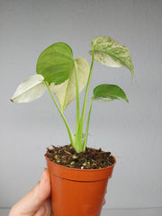 Monstera Jungle Mint