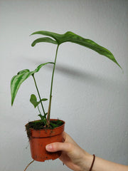 Cercestis Mirabilis