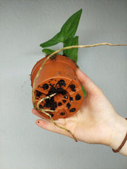 Cercestis Mirabilis