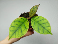Hoya Callistophylla