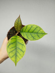 Hoya Callistophylla