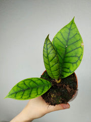 Hoya Callistophylla