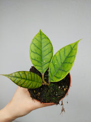 Hoya Callistophylla