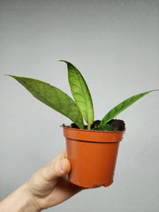 Hoya Callistophylla
