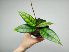 Hoya Black Cat