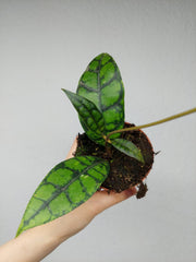 Hoya Black Cat