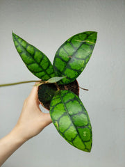 Hoya Black Cat