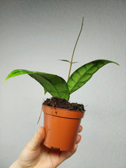 Hoya Black Cat