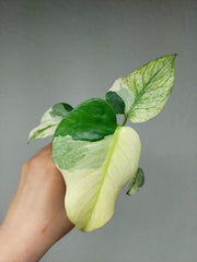 Monstera Jungle Mint
