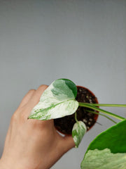 Monstera Jungle Mint