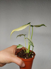 Monstera Jungle Mint