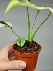 Monstera Jungle Mint