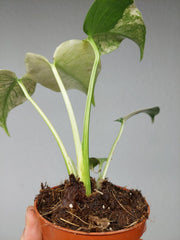 Monstera Jungle Mint