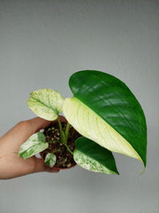 Monstera Jungle Mint