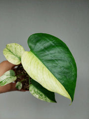 Monstera Jungle Mint