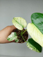 Monstera Jungle Mint