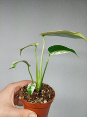 Monstera Jungle Mint