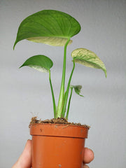 Monstera Jungle Mint